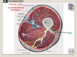“Curso de Anatomía Humana:
 Carrera de Médico Cirujano”


  FASCIA LATA
O APONEUROSIS
   FEMORAL




                                     TIE


                               TII



                                           16
 
