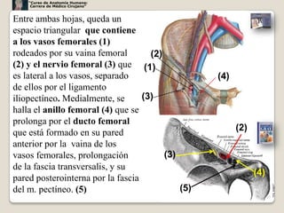“Curso de Anatomía Humana:
     Carrera de Médico Cirujano”



Entre ambas hojas, queda un
espacio triangular que contiene
a los vasos femorales (1)
rodeados por su vaina femoral        (2)
(2) y el nervio femoral (3) que (1)
es lateral a los vasos, separado                   (4)
de ellos por el ligamento
iliopectíneo. Medialmente, se      (3)
halla el anillo femoral (4) que se
prolonga por el ducto femoral
                                                         (2)
que está formado en su pared
anterior por la vaina de los
vasos femorales, prolongación            (3)
de la fascia transversalis, y su
                                                               (4)
pared posterointerna por la fascia
del m. pectíneo. (5)                         (5)
                                                                     17
 