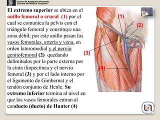 “Curso de Anatomía Humana:
     Carrera de Médico Cirujano”


El extremo superior se ubica en el
anillo femoral o crural (1) por el                (1)
cual se comunica la pelvis con el                       (2)
triángulo femoral y constituye una
zona débil; por este anillo pasan los
vasos femorales, arteria y vena, en
orden lateromedial y el nervio
genitofemoral (2) quedando            (3)
delimitados por la parte externa por
la cinta iliopectínea y el nervio           (4)
femoral (3) y por el lado interno por
el ligamento de Gimbernat y el
tendón conjunto de Henle. Su
extremo inferior termina al nivel en
que los vasos femorales entran al
conducto (ducto) de Hunter (4)
                                                              18
 