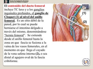 “Curso de Anatomía Humana:
     Carrera de Médico Cirujano”


El contenido del ducto femoral
incluye TC laxo y a los ganglios
inguinales profundos, el ganglio de    (1)
Cloquet (1) al nivel del anillo
femoral. Es un sitio débil de la       (2)
pared, por lo cual se puede
herniarse el intestino delgado a
través del mismo, denominándose
“hernia femoral”. Se extiende
desde el anillo femoral hasta la
zona en que fascia se fusiona a la
vaina de los vasos femorales, en el
momento en que llega el cayado
de la vena safena interna (2), o sea
distal al agujero oval de la fascia
cribiforme.
                                             19
 