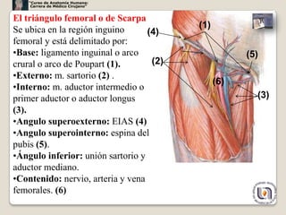 “Curso de Anatomía Humana:
     Carrera de Médico Cirujano”


El triángulo femoral o de Scarpa
Se ubica en la región inguino             (1)
                                   (4)
femoral y está delimitado por:
•Base: ligamento inguinal o arco                      (5)
crural o arco de Poupart (1).       (2)
•Externo: m. sartorio (2) .
                                                (6)
•Interno: m. aductor intermedio o
primer aductor o aductor longus                         (3)
(3).
•Angulo superoexterno: EIAS (4)
•Angulo superointerno: espina del
pubis (5).
•Ángulo inferior: unión sartorio y
aductor mediano.
•Contenido: nervio, arteria y vena
femorales. (6)
                                                            20
 