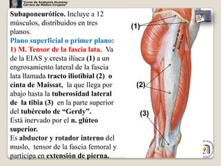 “Curso de Anatomía Humana:
     Carrera de Médico Cirujano”


Subaponeurótico. Incluye a 12
músculos, distribuidos en tres         (1)
planos.
Plano superficial o primer plano:
1) M. Tensor de la fascia lata.. Va
de la EIAS y cresta ilíaca (1) a un
engrosamiento lateral de la fascia
lata llamada tracto iliotibial (2) o
cinta de Maissat, la que llega por      (2)
abajo hasta la tuberosidad lateral
de la tibia (3) en la parte superior
del tubérculo de “Gerdy”.                (3)
Está inervado por el n. glúteo
superior.
Es abductor y rotador interno del
muslo, tensor de la fascia femoral y
                                               22
participa en extensión de pierna.
 