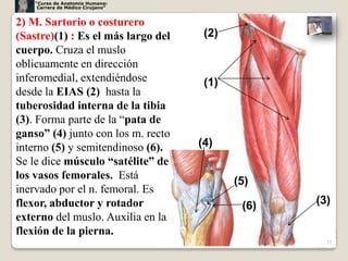 “Curso de Anatomía Humana:
     Carrera de Médico Cirujano”


2) M. Sartorio o costurero
(Sastre)(1) : Es el más largo del    (2)
cuerpo. Cruza el muslo
oblicuamente en dirección
inferomedial, extendiéndose          (1)
desde la EIAS (2) hasta la
tuberosidad interna de la tibia
(3). Forma parte de la “pata de
ganso” (4) junto con los m. recto
interno (5) y semitendinoso (6).    (4)
Se le dice músculo “satélite” de
los vasos femorales. Está
                                           (5)
inervado por el n. femoral. Es
flexor, abductor y rotador                  (6)   (3)
externo del muslo. Auxilia en la
flexión de la pierna.
                                                    23
 