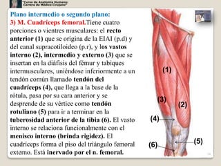 “Curso de Anatomía Humana:
     Carrera de Médico Cirujano”


Plano intermedio o segundo plano:
3) M. Cuadríceps femoral.Tiene cuatro
porciones o vientres musculares: el recto
anterior (1) que se origina de la EIAI (p.d) y
del canal supracotiloideo (p.r), y los vastos
interno (2), intermedio y externo (3) que se
insertan en la diáfisis del fémur y tabiques
intermusculares, uniéndose inferiormente a un          (1)
tendón común llamado tendón del
cuadríceps (4), que llega a la base de la
rótula, pasa por su cara anterior y se
                                                   (3)
desprende de su vértice como tendón                          (2)
rotuliano (5) para ir a terminar en la
tuberosidad anterior de la tibia (6). El vasto   (4)
interno se relaciona funcionalmente con el
menisco interno (brinda rigidez). El
cuadríceps forma el piso del triángulo femoral   (6)               (5)
externo. Está inervado por el n. femoral.                                24
 
