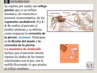 “Curso de Anatomía Humana:
     Carrera de Médico Cirujano”


Se explora por medio del reflejo
patelar que es un reflejo
miotático, de extensión o
postural, monosináptico, de los
segmentos medularesL-3 y L-
4. Se realiza al percutir el
tendón rotuliano y se obtiene
como respuesta la extensión de
la pierna. Acciones: Participan
en la flexión del muslo y la
extensión de la pierna.
La maniobra de Jendrasik
incluye que el paciente intente
separar los dedos de las manos
entrelazados con el pie, con la
rodilla flexionada, lo que prueba
                                    25
al reflejo rotuliano.
 