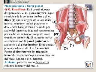 “Curso de Anatomía Humana:
     Carrera de Médico Cirujano”


Plano profundo o tercer plano:
4) M. Psoasilíaco. Está constituido por
dos porciones: el m. psoas mayor (1) que
se origina de la columna lumbar y el m.
iliaco (2) que se origina de la fosa iliaca
interna; se reúnen ambas porciones y        (4)
descienden hacia el muslo pasando por
abajo del ligamento inguinal para terminar
por medio de un tendón conjunto en el        (2)
trocánter menor (3). El m. psoas mayor
se relaciona con la pared posterior del
abdomen y el plexo lumbar. Entre ambas                   (1)
porciones desciende el n. femoral (4).             (3)
Forma el piso externo del triángulo
femoral. Está inervado por ramas directas
del plexo lumbar y el n. femoral.
Acciones: participa como flexor de la
columna lumbar y del muslo.                                    26
 