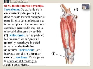 “Curso de Anatomía Humana:
     Carrera de Médico Cirujano”


6) M. Recto interno o grácilis.
Inserciones: Se extiende de la            (1)
cara anterior del pubis (1),
desciende de manera recta por la
parte interna del muslo para ir a
terminar, por un tendón común al
sartorio y semitendinoso, en la
tuberosidad interna de la tibia
(2). Relaciones: Forma parte de
los músculos de la “pata de
ganso” y constituye la pared
interna del ducto de los
aductores. Inervación: Está
inervado por el n. obturador        (2)
externo. Acciones: Participa en
la aducción del muslo y la
                                                28
flexión de la pierna.
 