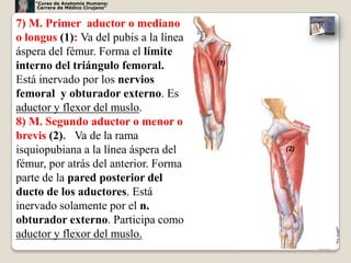 “Curso de Anatomía Humana:
     Carrera de Médico Cirujano”



7) M. Primer aductor o mediano
o longus (1): Va del pubis a la línea
áspera del fémur. Forma el límite
                                        (1)
interno del triángulo femoral.
Está inervado por los nervios
femoral y obturador externo. Es
aductor y flexor del muslo.
8) M. Segundo aductor o menor o
brevis (2). Va de la rama
isquiopubiana a la línea áspera del           (2)

fémur, por atrás del anterior. Forma
parte de la pared posterior del
ducto de los aductores. Está
inervado solamente por el n.
obturador externo. Participa como
aductor y flexor del muslo.
                                                    29
 