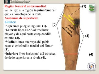 “Curso de Anatomía Humana:
     Carrera de Médico Cirujano”


Región femoral anteromedial.                (1)
Se incluye a la región inguinofemoral
que es homóloga de la axila.
Anatomía de superficie:
Límites:
•Superior: pliegue inguinal (1).      (2)
•Lateral: línea EIAS al trocánter
mayor y de aquí hasta el epicóndilo
                                              (3)
externo (2).
•Medial: línea que vaya del pubis
hasta el epicóndilo medial del fémur
(3).
•Inferior: línea horizontal a 2 traveses          (4)
de dedo superior a la rótula (4).


                                                        3
 