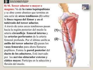 “Curso de Anatomía Humana:
     Carrera de Médico Cirujano”


8) M. Tercer aductor o mayor o
magnus: Va de la rama isquiopubiana
y se abre como abanico que termina en
una serie de arcos tendinosos (1) sobre
la línea rugosa del fémur y en el
tubérculo del tercer aductor.
A través de estos arcos tendinosos pasan
hacia la región posterior del muslo la      (1)
arteria circunfleja femoral interna y
las arterias perforantes de la arteria
femoral profunda. Por el último anillo o    (2)
anillo del tercer aductor (2) pasan los
vasos femorales para ahora llamarse
poplíteos. Forma la pared posterior del
ducto de los aductores. Está inervado
por los nervios obturador externo y
ciático mayor. Participa en la aducción y
flexión del muslo.                                30
 
