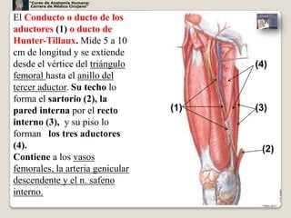 “Curso de Anatomía Humana:
     Carrera de Médico Cirujano”


El Conducto o ducto de los
aductores (1) o ducto de
Hunter-Tillaux. Mide 5 a 10
cm de longitud y se extiende
desde el vértice del triángulo           (4)
femoral hasta el anillo del
tercer aductor. Su techo lo
forma el sartorio (2), la
pared interna por el recto         (1)   (3)
interno (3), y su piso lo
forman los tres aductores
(4).                                      (2)
Contiene a los vasos
femorales, la arteria genicular
descendente y el n. safeno
interno.
                                               31
 