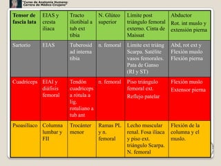 “Curso de Anatomía Humana:
     Carrera de Médico Cirujano”



Tensor de       EIAS y             Tracto         N. Glúteo    Límite post       Abductor
fascia lata     cresta             iliotibial a   superior     triángulo femoral Rot. int muslo y
                iliaca             tub ext                     externo. Cinta de extensión pierna
                                   tibia                       Maissat
Sartorio        EIAS               Tuberosid      n. femoral   Limite ext triáng    Abd, rot ext y
                                   ad interna                  Scarpa. Satélite     Flexión muslo
                                   tibia                       vasos femorales.     Flexión pierna
                                                               Pata de Ganso
                                                               (RI y ST)
Cuadríceps EIAI y                  Tendón      n. femoral      Piso triángulo       Flexión muslo
           diáfisis                cuadríceps                  femoral ext.         Extensor pierna
           femoral                 a rótula a                  Reflejo patelar
                                   lig.
                                   rotuliano a
                                   tub ant
Psoasilíaco Columna                Trocánter      Ramas PL     Lecho muscular       Flexión de la
            lumbar y               menor          y n.         renal. Fosa iliaca   columna y el
            FII                                   femoral      y piso ext.          muslo.
                                                               triángulo Scarpa.
                                                               N. femoral                             32
 