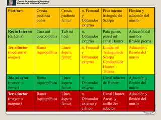 “Curso de Anatomía Humana:
     Carrera de Médico Cirujano”


Pectíneo             Cresta         Cresta     n. Femoral Piso interno     Flexión y
                     pectínea       pectinea   y          triángulo de     aducción del
                     pubis          femur      Obturador Scarpa            muslo
                                               externo
Recto Interno        Cara ant       Tub int    n.           Pata ganso,    Aducción del
(Grácilis)           cuerpo pubis   tibia      Obturador    pared int      muslo y
                                               externo      canal Hunter   flexión pierna
1er aductor          Rama           Línea      n. Femoral   Límite int     Aducción y
(mediano o           isquiopúbica   áspera     y            Triángulo de   flexión del
longus)                             femur      Obturador    Scarpa         muslo
                                               externo      Conducto de
                                                            Hunter-
                                                            Tillaux
2do aductor          Rama           Línea      n.           Canal aductor Aducción y
(menor o             isquiopúbica   áspera     Obturador    de Hunter     flexión del
brevis)                             femur      externo                    muslo
3er aductor          Rama           Línea      n.           Canal Hunter. Aducción y
(mayor o             isquiopúbica   áspera     Obturador    Arcos y       flexión del
magnus)                             fémur      externo y    anillo 3er    muslo
                                               ciático      aductor
                                                                                          33
 