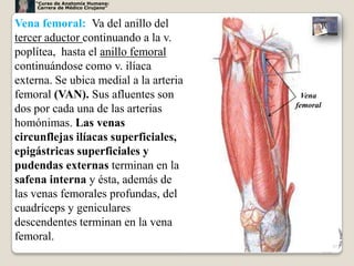 “Curso de Anatomía Humana:
     Carrera de Médico Cirujano”


Vena femoral: Va del anillo del
tercer aductor continuando a la v.
poplítea, hasta el anillo femoral
continuándose como v. ilíaca
externa. Se ubica medial a la arteria
femoral (VAN). Sus afluentes son          Vena
                                        femoral
dos por cada una de las arterias
homónimas. Las venas
circunflejas ilíacas superficiales,
epigástricas superficiales y
pudendas externas terminan en la
safena interna y ésta, además de
las venas femorales profundas, del
cuadríceps y geniculares
descendentes terminan en la vena
femoral.
                                                  37
 