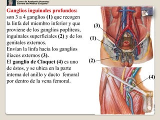 “Curso de Anatomía Humana:
     Carrera de Médico Cirujano”


Ganglios inguinales profundos:
son 3 a 4 ganglios (1) que recogen
la linfa del miembro inferior y que       (3)
proviene de los ganglios poplíteos,
inguinales superficiales (2) y de los   (1)
genitales externos.
Envían la linfa hacia los ganglios
ilíacos externos (3).
El ganglio de Cloquet (4) es uno        (2)
de éstos, y se ubica en la parte
interna del anillo y ducto femoral              (4)
por dentro de la vena femoral.




                                                38
 