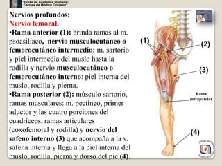 “Curso de Anatomía Humana:
     Carrera de Médico Cirujano”


Nervios profundos:
Nervio femoral.
•Rama anterior (1): brinda ramas al m.
psoasilíaco, nervio musculocutáneo o           (1)         (2)
femorocutáneo intermedio: m. sartorio
y piel intermedia del muslo hasta la
rodilla y nervio musculocutáneo o                        (3)
femorocutáneo interno: piel interna del
muslo, rodilla y pierna.
•Rama posterior (2): músculo sartorio,                  Rama
                                                     infrapatelar
ramas musculares: m. pectíneo, primer
aductor y las cuatro porciones del
cuadríceps, ramas articulares
(coxofemoral y rodilla) y nervio del                 (4)
safeno interno (3) que acompaña a la v.
safena interna y llega a la piel interna del
                                                               39
muslo, rodilla, pierna y dorso del pie (4).
 