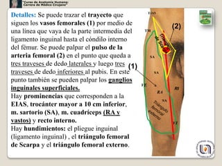 “Curso de Anatomía Humana:
     Carrera de Médico Cirujano”

                                                        EIAS
Detalles: Se puede trazar el trayecto que
siguen los vasos femorales (1) por medio de
                                                                     (2)
una línea que vaya de la parte intermedia del       TM

ligamento inguinal hasta el cóndilo interno
del fémur. Se puede palpar el pulso de la
arteria femoral (2) en el punto que queda a             SA

tres traveses de dedo laterales y luego tres (1)
traveses de dedo inferiores al pubis. En este              SA

punto también se pueden palpar los ganglios
                                                   VE
inguinales superficiales.                                            RI
                                                               RA
Hay prominencias que corresponden a la
                                                                SA
EIAS, trocánter mayor a 10 cm inferior,
m. sartorio (SA), m. cuadríceps (RA y
vastos) y recto interno.                                             VI
Hay hundimientos: el pliegue inguinal
(ligamento inguinal) , el triángulo femoral
de Scarpa y el triángulo femoral externo.
                                                                           4
 