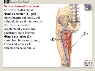 “Curso de Anatomía Humana:
     Carrera de Médico Cirujano”


Nervio obturador externo:
Se divide en dos ramas:
•Rama anterior (1): piel
superointerna del muslo, del
triángulo femoral interno o de
Scarpa, articulación
coxofemoral y músculos
pectíneo y recto interno.                (1)
•Rama posterior (2):
músculos obturador externo,        (2)
los tres aductores y la
articulación de la rodilla.




                                               40
 