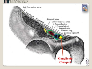 “Curso de Anatomía Humana:
 Carrera de Médico Cirujano”




                               Ganglio de
                                Clocquet    41
 