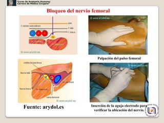“Curso de Anatomía Humana:
 Carrera de Médico Cirujano”


                        Bloqueo del nervio femoral




                                              Palpación del pulso femoral




     Fuente: arydol.es                    Inserción de la aguja electrodo para
                                            verificar la ubicación del nervio.
                                                                                 44
 