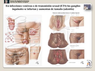 “Curso de Anatomía Humana:
    Carrera de Médico Cirujano”


En infecciones venéreas o de transmisión sexual (ETS) los ganglios
     inguinales se infartan y aumentan de tamaño (adenitis)




                                                                     52
 