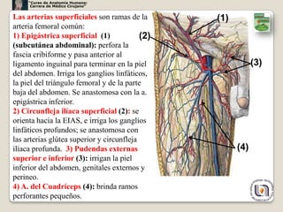 “Curso de Anatomía Humana:
      Carrera de Médico Cirujano”


Las arterias superficiales son ramas de la       (1)
arteria femoral común:
1) Epigástrica superficial (1)             (2)
(subcutánea abdominal): perfora la
fascia cribiforme y pasa anterior al
ligamento inguinal para terminar en la piel                  (3)
del abdomen. Irriga los ganglios linfáticos,
la piel del triángulo femoral y de la parte
baja del abdomen. Se anastomosa con la a.
epigástrica inferior.
2) Circunfleja ilíaca superficial (2): se
orienta hacia la EIAS, e irriga los ganglios
linfáticos profundos; se anastomosa con
las arterias glútea superior y circunfleja
ilíaca profunda. 3) Pudendas externas                  (4)
superior e inferior (3): irrigan la piel
inferior del abdomen, genitales externos y
perineo.
4) A. del Cuadríceps (4): brinda ramos
perforantes pequeños.                                              7
 