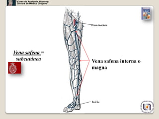 “Curso de Anatomía Humana:
  Carrera de Médico Cirujano”




                                Terminación




Vena safena =
 subcutánea                     Vena safena interna o
                                magna




                                Inicio

                                                        9
 
