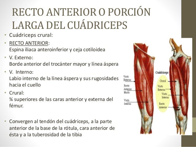 Anatomía de Muslo