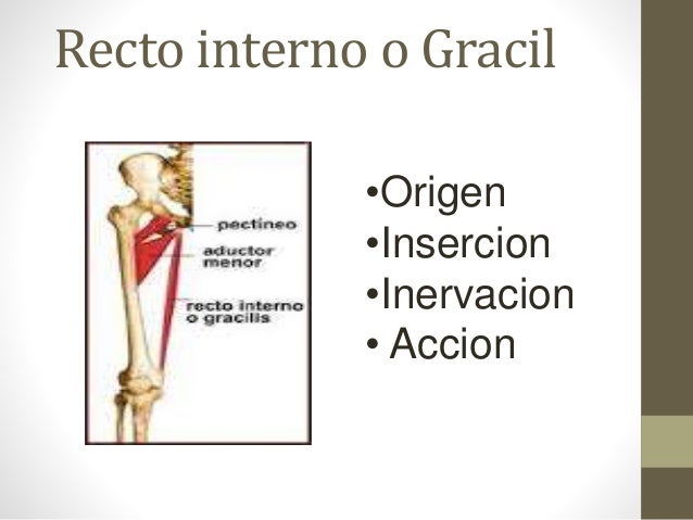 Anatomía de Muslo