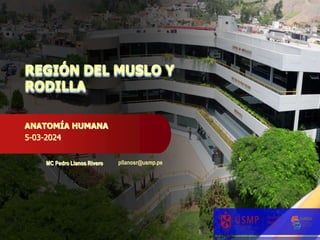 REGIÓN DEL MUSLO Y
RODILLA
ANATOMÍA HUMANA
5-03-2024
MC Pedro Llanos Rivero pllanosr@usmp.pe
 