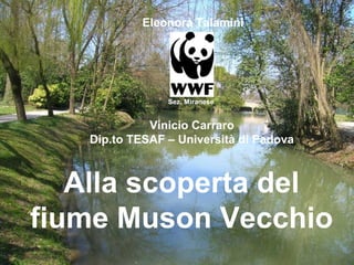 Alla scoperta del
fiume Muson Vecchio
Sez. Miranese
Eleonora Talamini
Vinicio Carraro
Dip.to TESAF – Università di Padova
 