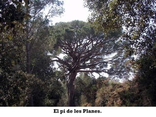 El pi de les Planes. 