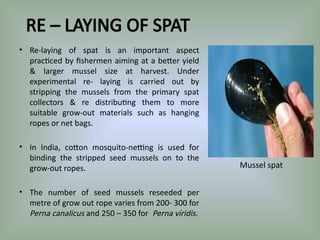 Mussel Culture: Biology, Habitat, and Farming Techniques | PPTX