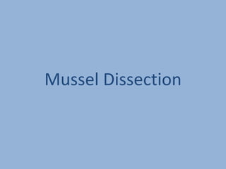 Mussel Dissection
 