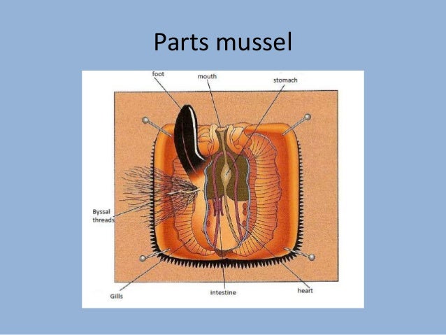Mussel dissection