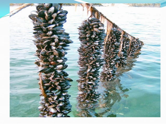 Mussels Farming in India | PDF