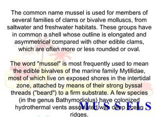 Mussel Names Mussels | PPT