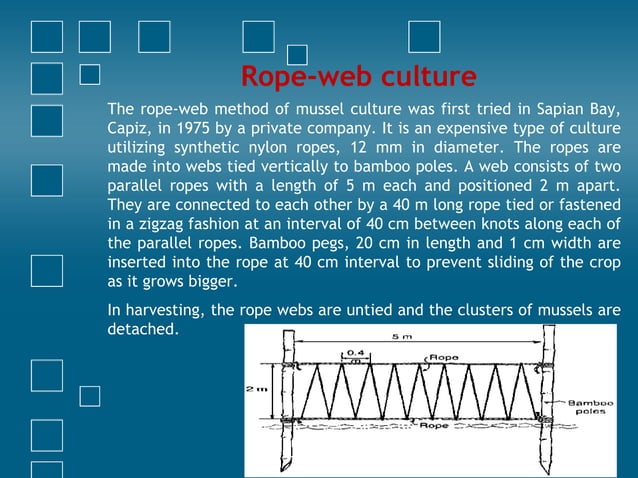 Culture Methods of Mussels | PPTX