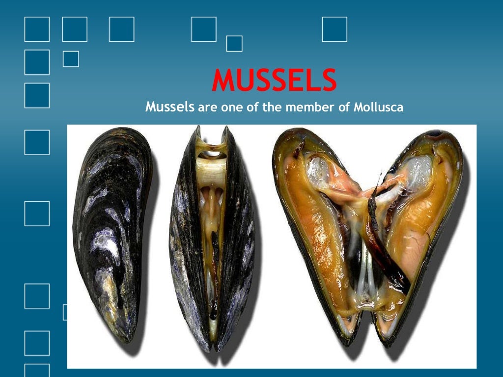 Culture Methods of Mussels