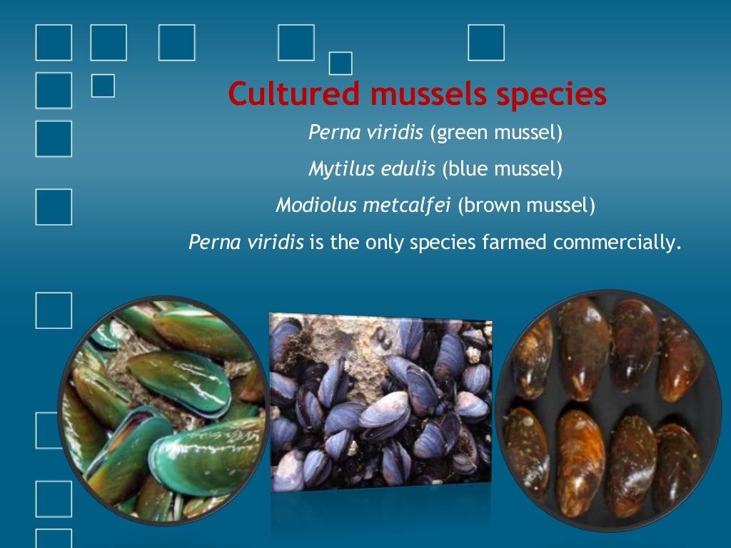 Culture Methods of Mussels