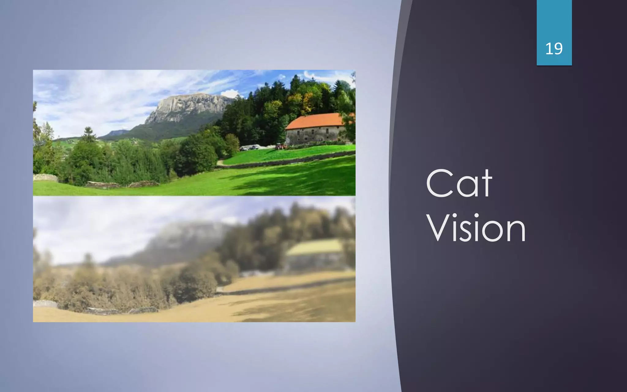 Cat
Vision
19
 