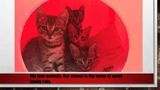 We love animals. Our school is the home of some
lovely cats.
 