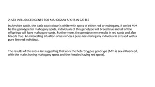 2. SEX-INFLUENCED GENES FOR MAHOGANY SPOTS IN CATTLE
In Ayrshire cattle, the basic coat colour is white with spots of either red or mahogany. If we let MM
be the genotype for mahogany spots, individuals of this genotype will breed true and all of the
offsprings will have mahogany spots. Furthermore, the genotype mm results in red spots and also
breeds true. An interesting situation arises when a pure-line mahogany individual is crossed with a
pure line red individual.
The results of this cross are suggesting that only the heterozygous genotype (Mm is sex-influenced,
with the males having mahogany spots and the females having red spots).
 