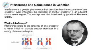 Interference and Coincidence in Genetics
Interference is a genetic phenomenon that describes how the occurrence of one
crossover event influences the likelihood of another crossover in an adjacent
chromosomal region. The concept was first introduced by geneticist Hermann
Muller.
What is Interference?
Interference refers to the tendency of one crossover
to either inhibit or promote another crossover in a
nearby chromosomal region.
 