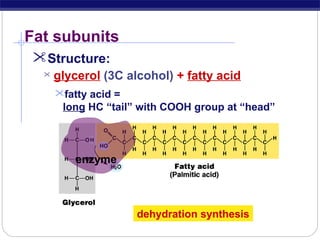 Fat subunits
Structure:


glycerol (3C alcohol) + fatty acid
fatty acid =

long HC “tail” with COOH group at “head”

enzyme

dehydration synthesis

 
