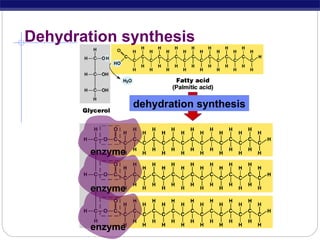 Dehydration synthesis

dehydration synthesis

enzyme

enzyme

enzyme

 