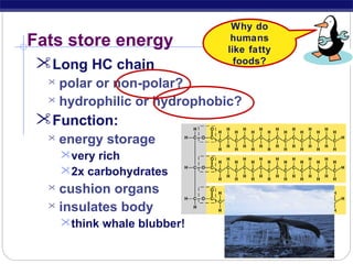 Fats store energy
Long HC chain

Why do
humans
like fatty
foods?

polar or non-polar?
 hydrophilic or hydrophobic?


Function:


energy storage
very rich
2x carbohydrates

cushion organs
 insulates body


think whale blubber!

 