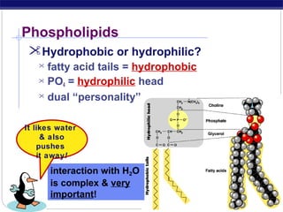 Phospholipids
Hydrophobic or hydrophilic?
fatty acid tails = hydrophobic
 PO = hydrophilic head
4
 dual “personality”


It likes water
& also
pushes
it away!

interaction with H2O
is complex & very
important!
AP Biology

 