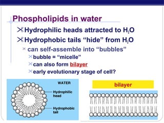 Phospholipids in water
Hydrophilic heads attracted to H2O
Hydrophobic tails “hide” from H2O


can self-assemble into “bubbles”
bubble = “micelle”
can also form bilayer
early evolutionary stage of cell?

bilayer

AP Biology

 