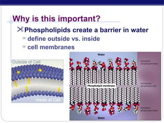 Why is this important?
Phospholipids create a barrier in water
define outside vs. inside
 cell membranes


 